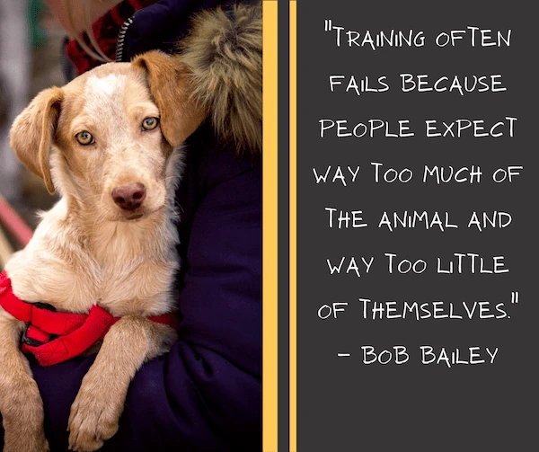 Group puppy training classes