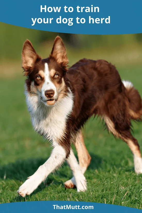 How to train your dog to herd