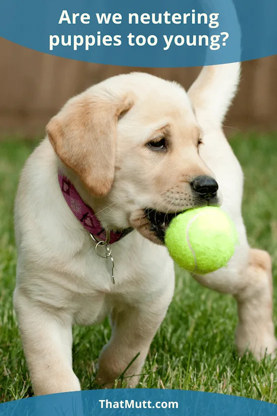 Neutering puppies too young