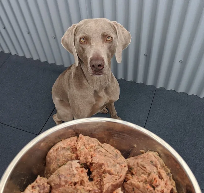 Remy - grey weimaraner with bowl of raw dog food