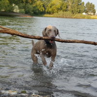 Remy the weimaraner