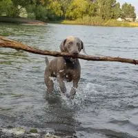 Remy the weimaraner