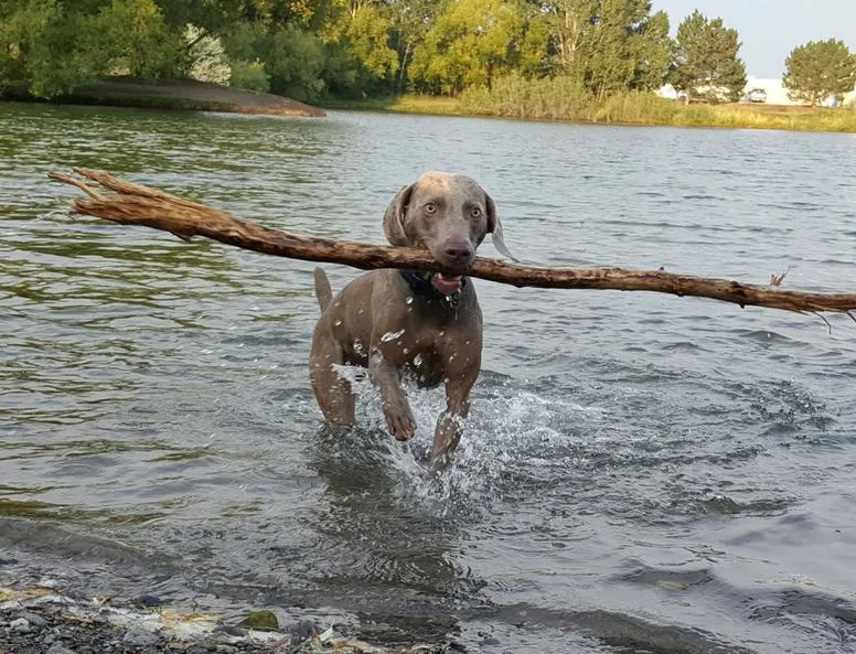 Remy the weimaraner