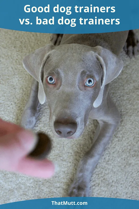 Good dog trainers vs. bad dog trainers