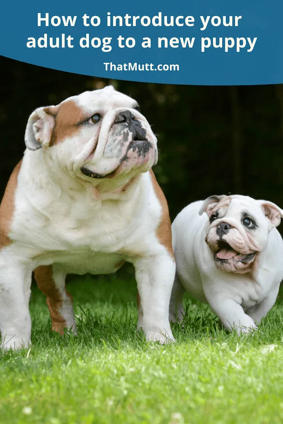 How to introduce your dog to a new puppy How to introduce your dog to s new puppy