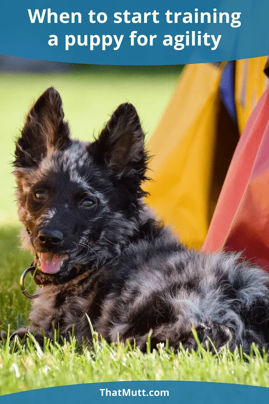 When to train a puppy for agility