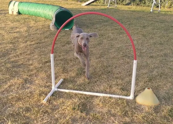 Dog agility hoop