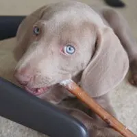 Bully sticks for dogs