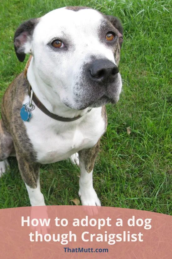 Adopt a dog from Craigslist