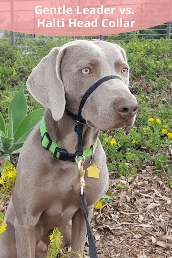 Gentle Leader vs. Halti for dogs