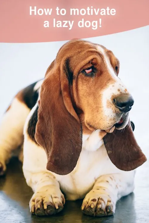 How to motivate a low energy dog