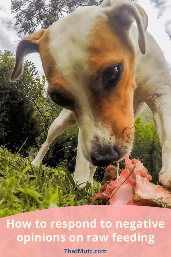 How to respond to negative opinions on raw feeding