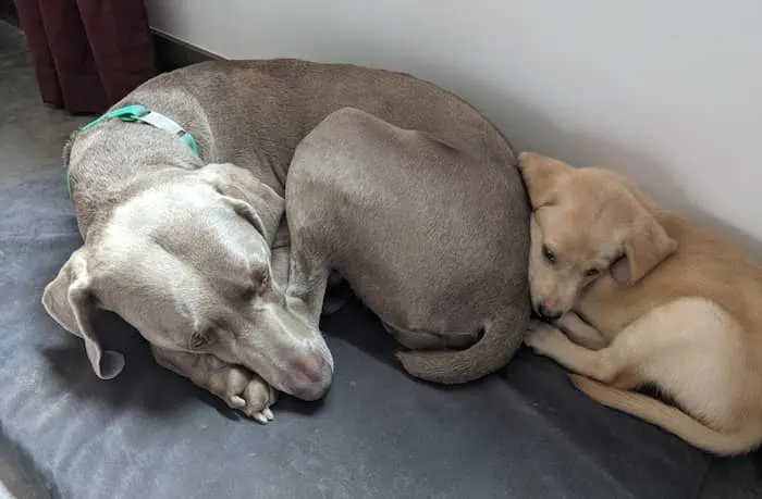 Weimaraner and Lab puppy