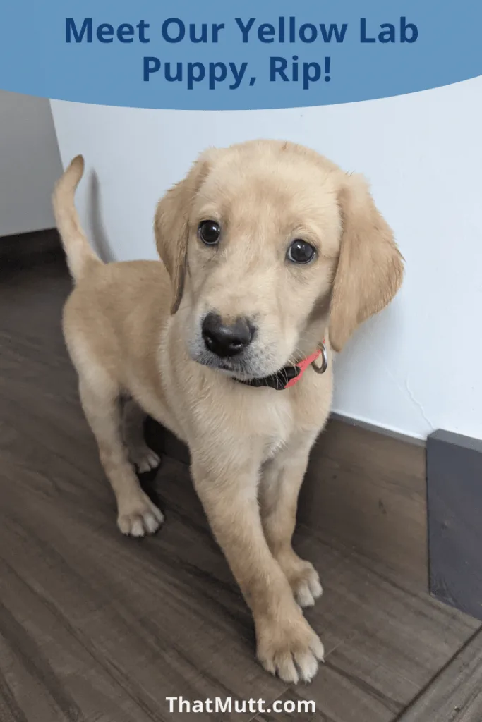 Yellow Lab puppy, Rip