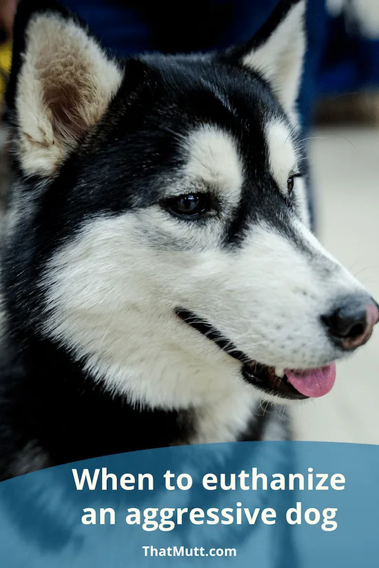 When to euthanize a dog that bites