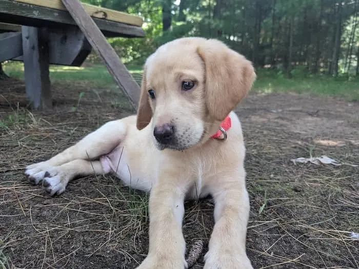 Yellow Lab puppy