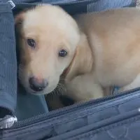 How to fly with a puppy
