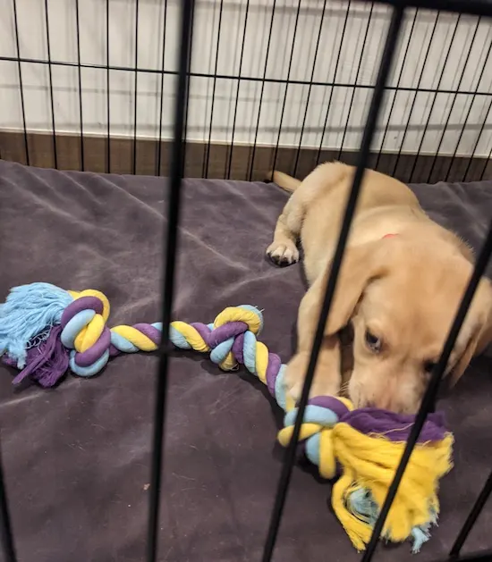 Kennel training Lab puppy, Rip