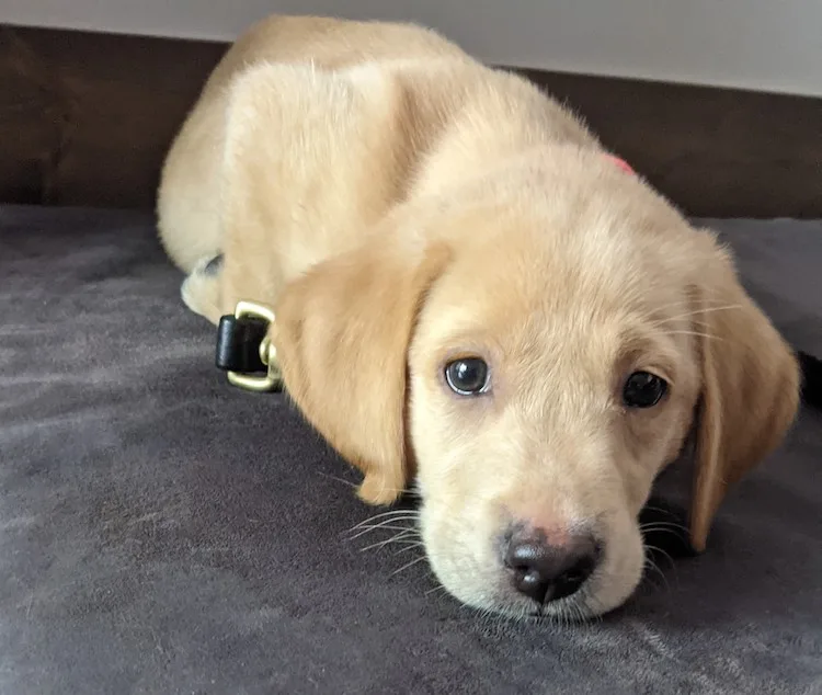Lab puppy's first night home