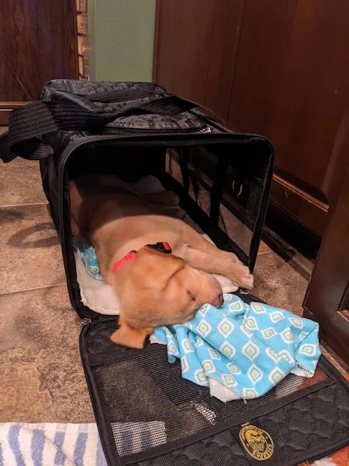 Puppy carrier for the plane