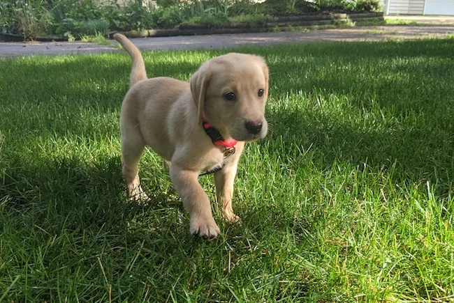Puppy potty training on puppy's first night