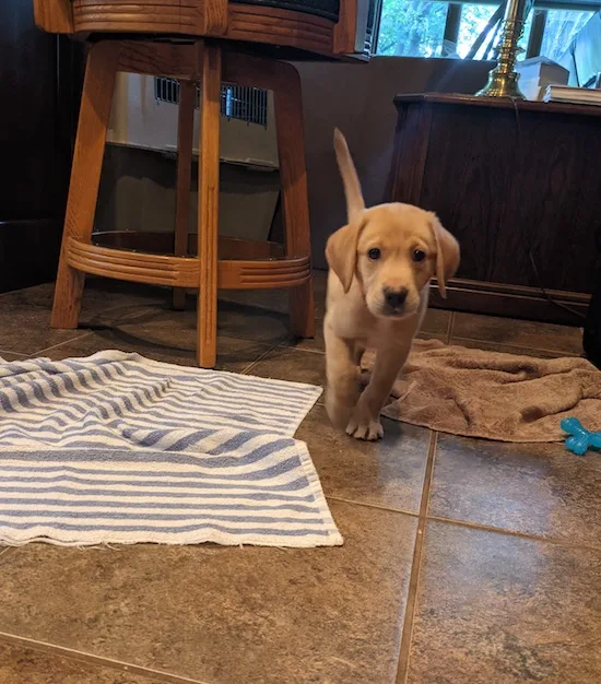 Puppy's first night home