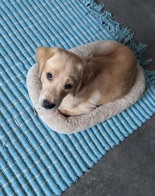 Your puppy's first night home
