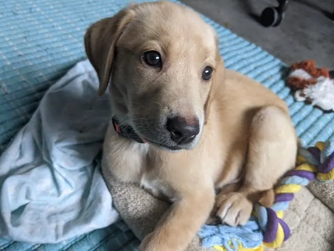 Your puppy's first night