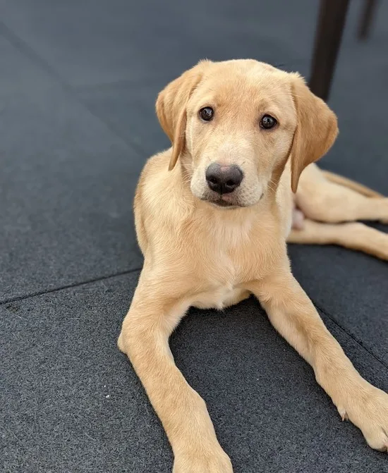 My yellow Lab puppy, Rip!