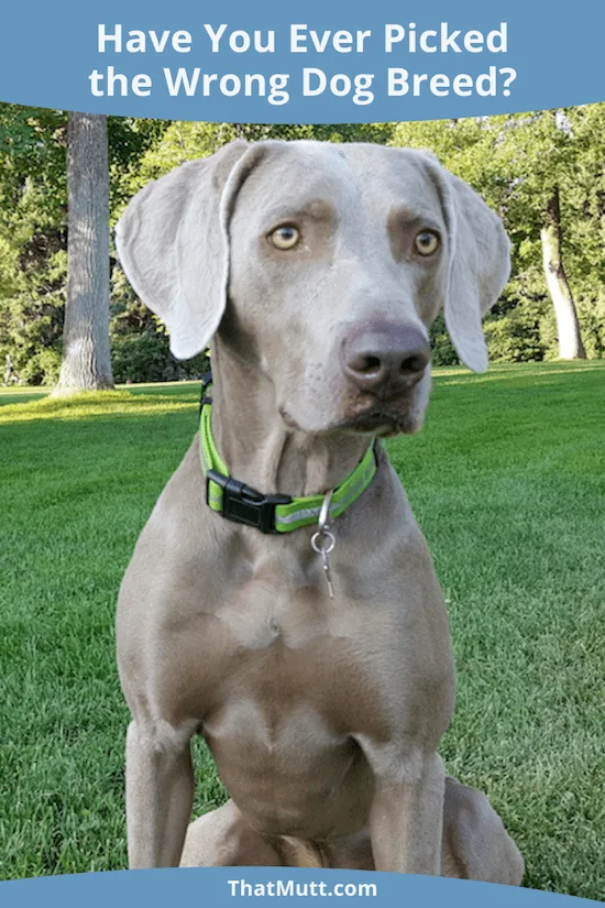 Have you ever picked the wrong dog breed