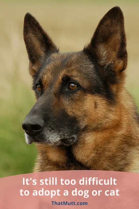 Too difficult to adopt a dog