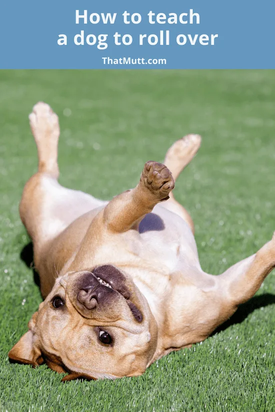 How to teach a dog to roll over