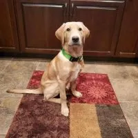 5 month old Lab puppy