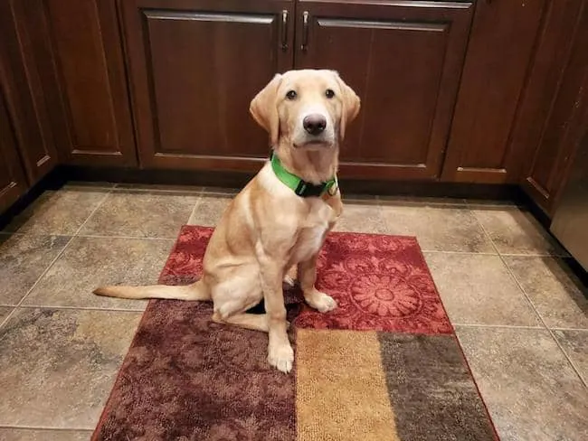 How It s Going With Puppy Rip 5 month old Lab puppy
