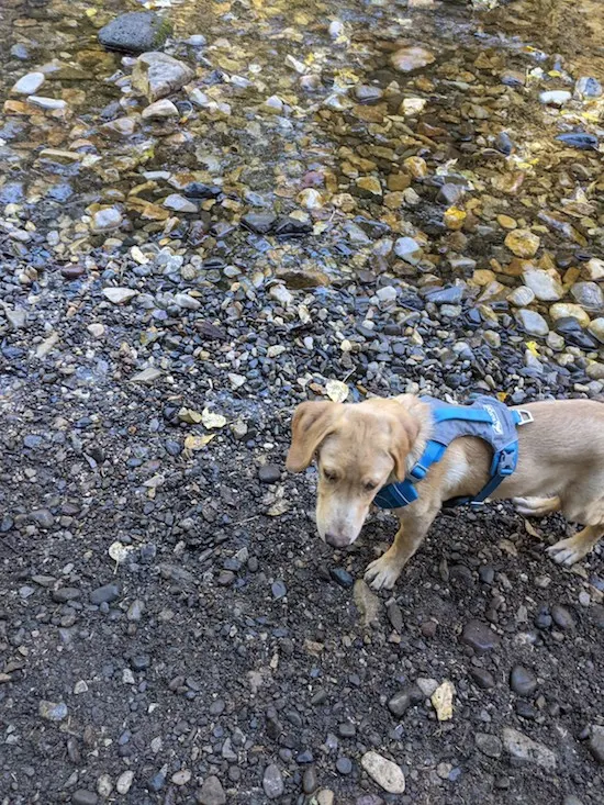 Hikes with 5 month old Lab puppy