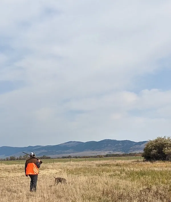 My weimaraner dog's first pheasant hunt