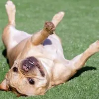 How to teach a dog to roll over