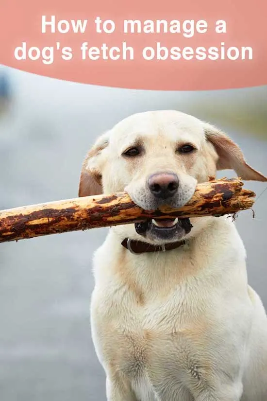 How to manage a dog's tennis ball obsession