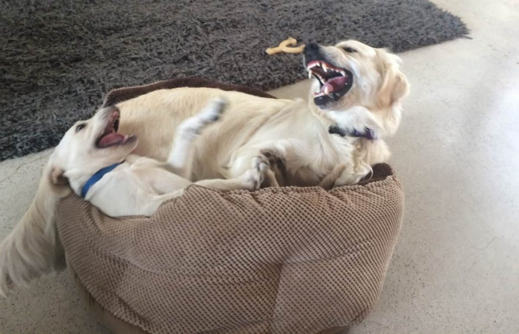 Raven and Archer - Golden vs Yellow Lab rough housing in their little doggy bed.