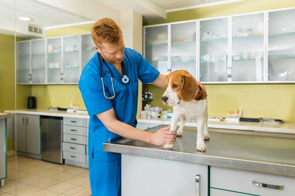 How often should I take my dog to the vet