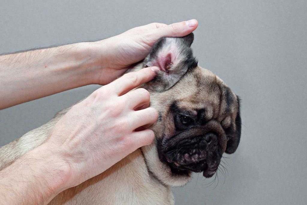 How to treat dog ear infection without vet