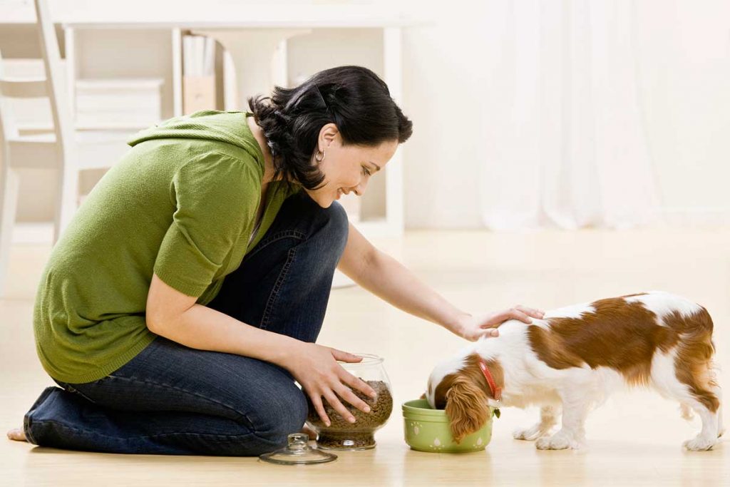 how much food to feed my dog