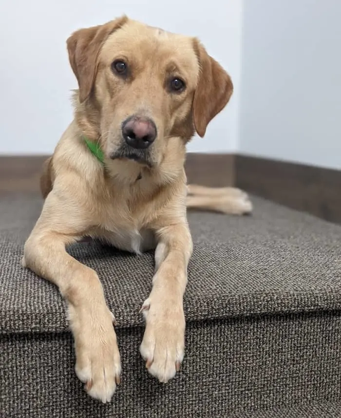 Yellow Labrador Retriever, Rip down on the stairs.