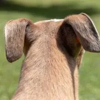 What does it mean when dogs ears are back