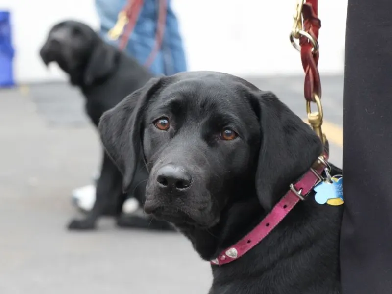 Black Lab staring at camera