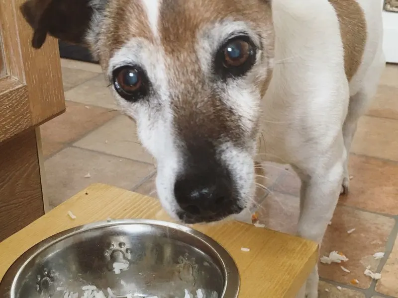 Dog enjoying chicken and rice