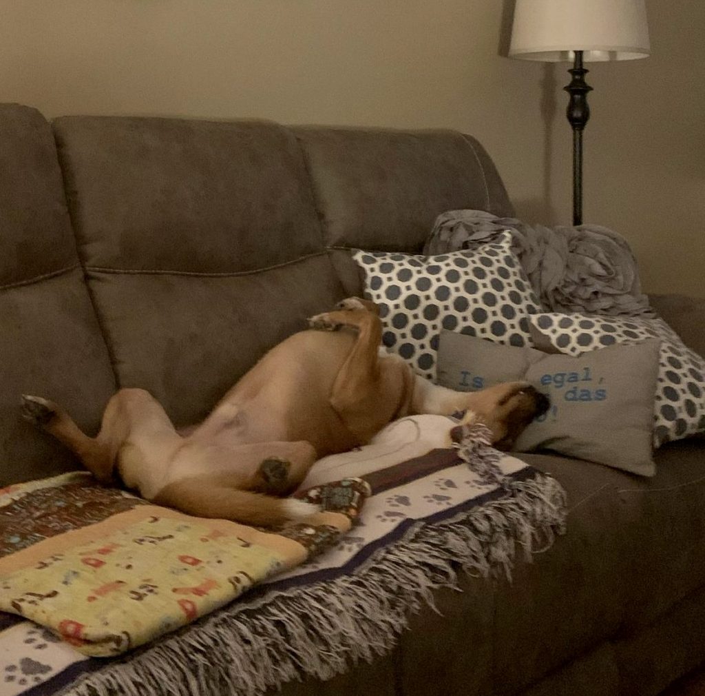 Dog cozy sleeping on the couch.