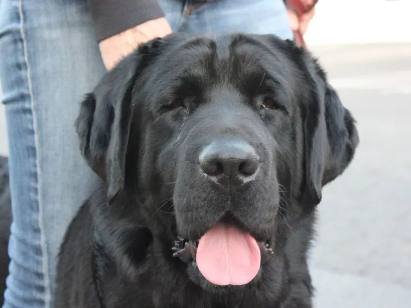 English Black Lab!