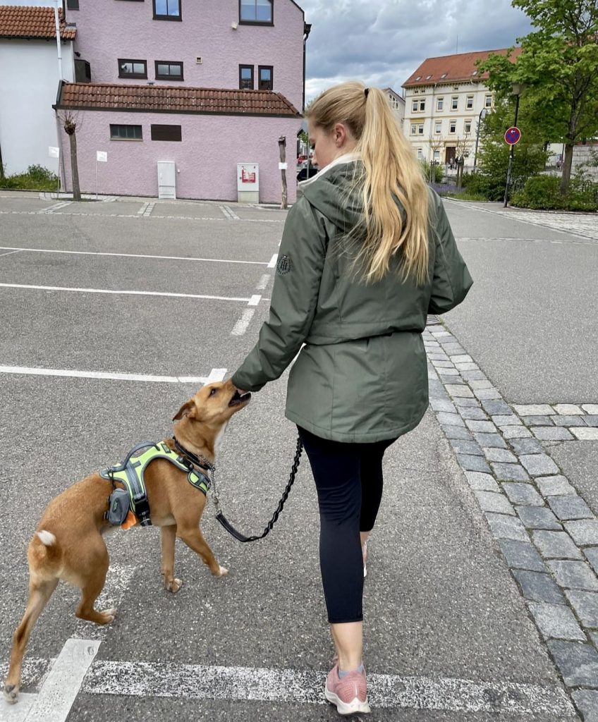 Walking dog down street working on treat training