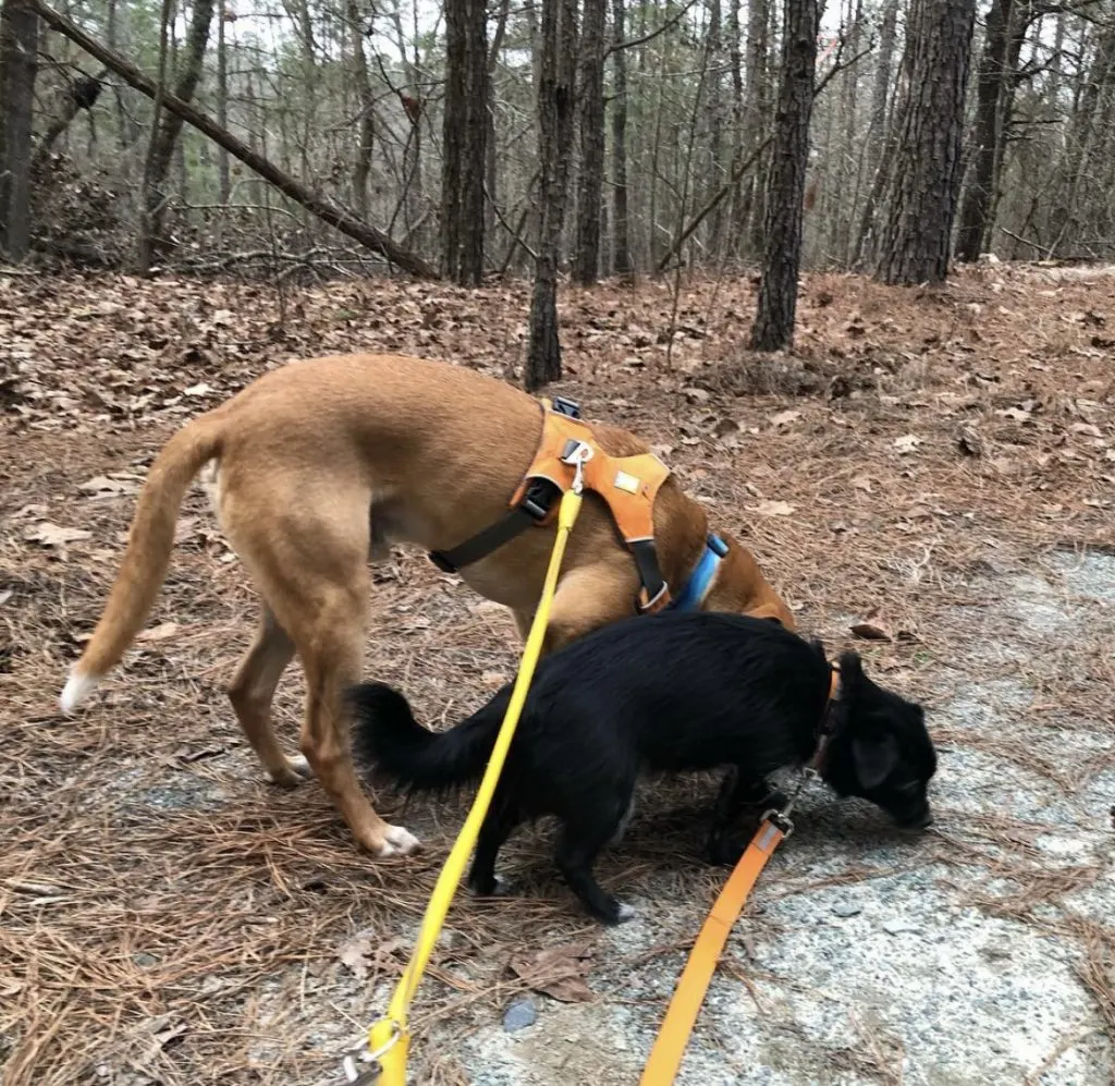 Dogs on leash sniffing around